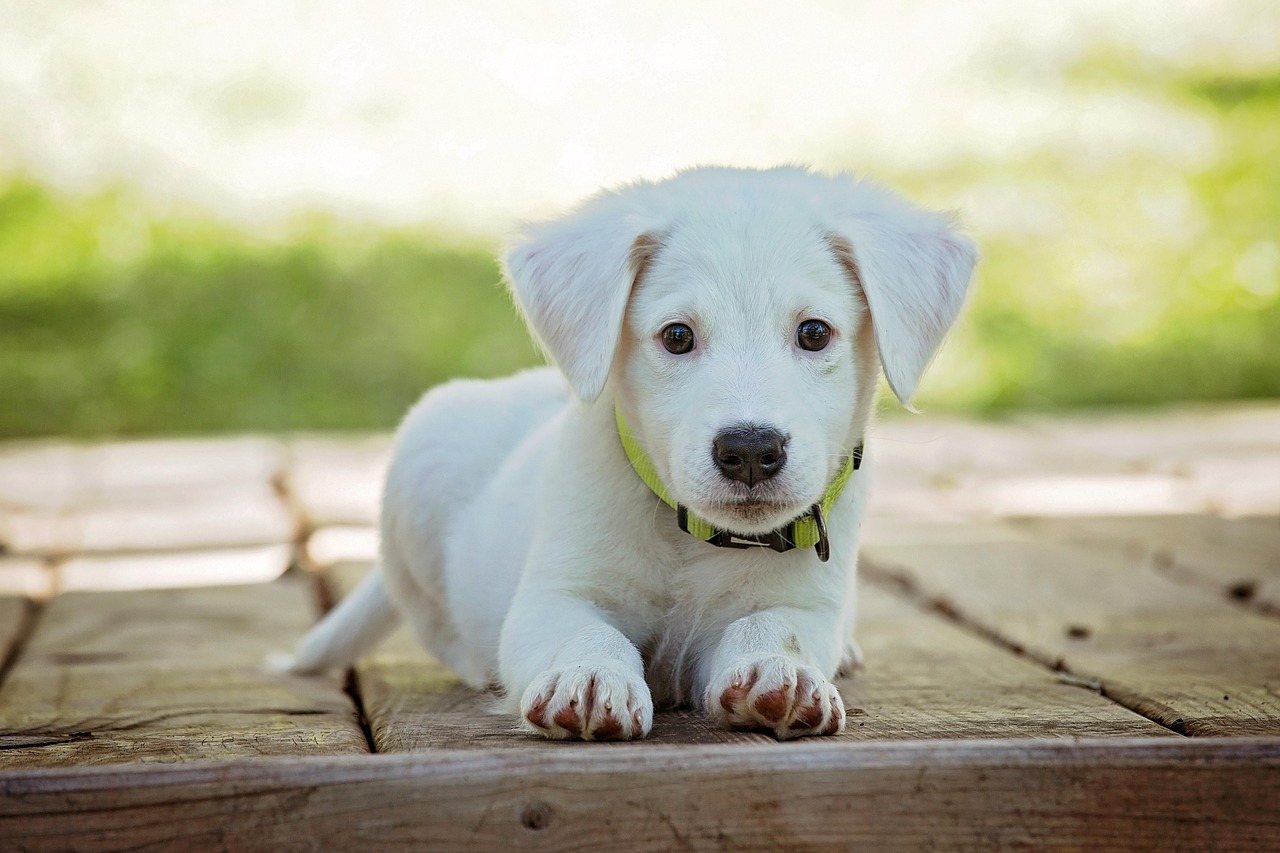 Coletivo de cachorro: Qual é o termo correto e curioso?