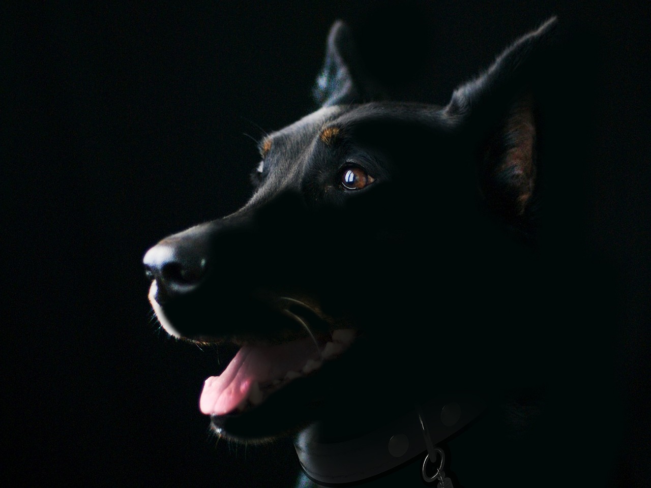 Coletivo de cães: Qual é o termo correto e interessante?