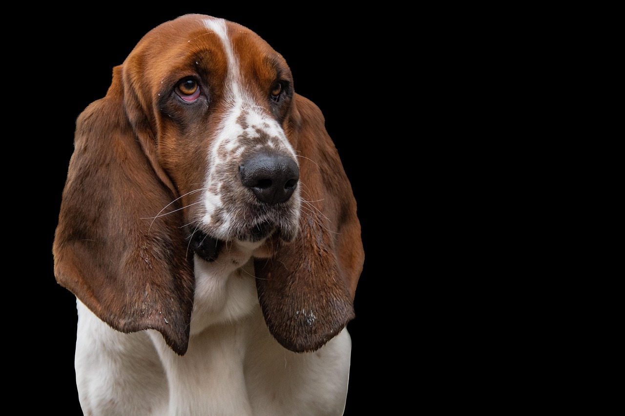 Coletivo de cão de caça: Qual é o termo correto e curioso?