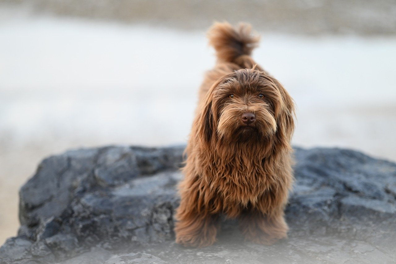 Mordida de cachorro: Significado espiritual que vai te surpreender