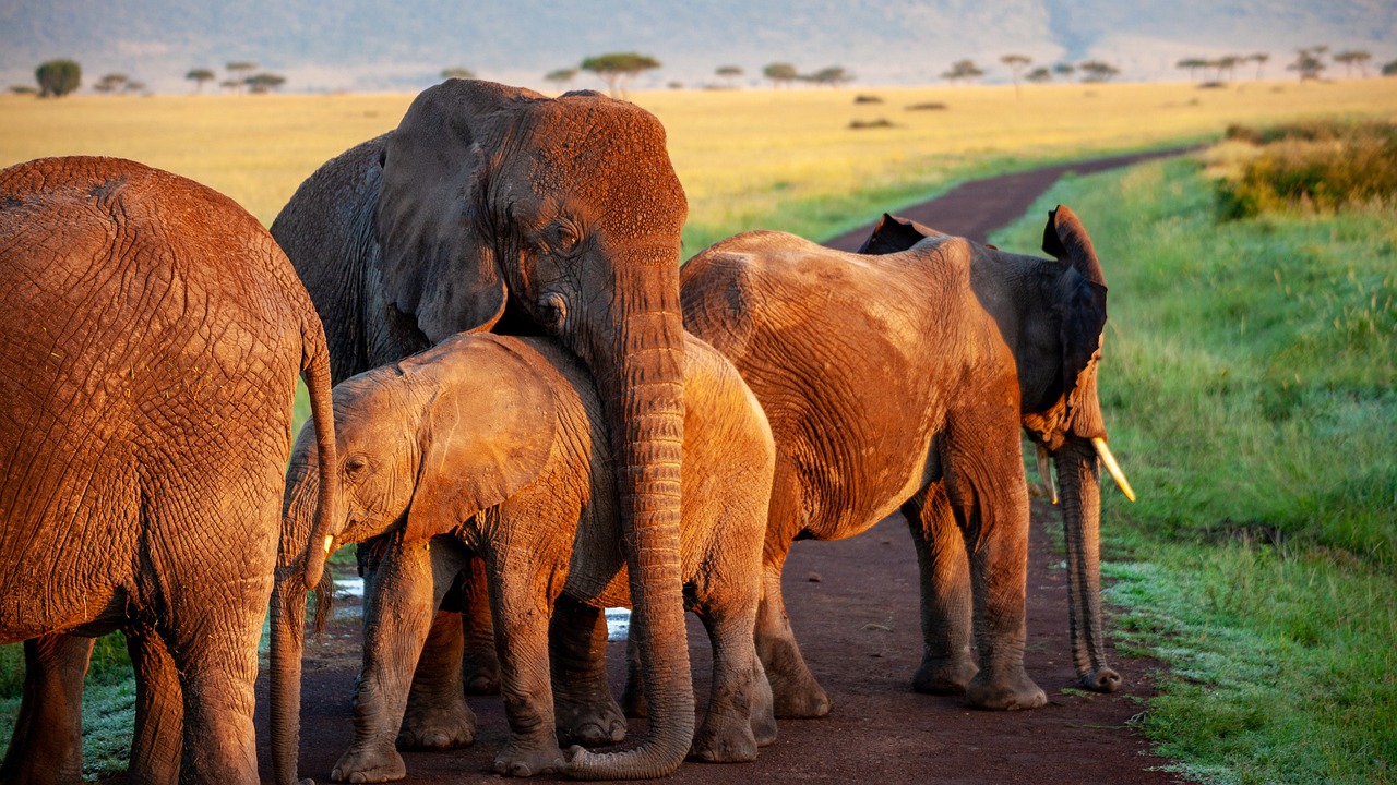 Quantos corações tem um elefante? Descubra a verdade surpreendente