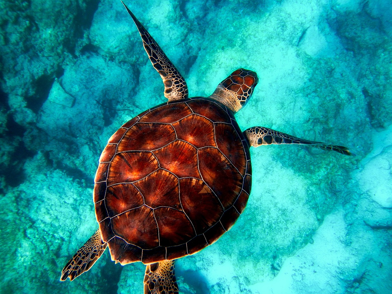 Significado de sonhar com tartarugas: 5 interpretações incríveis