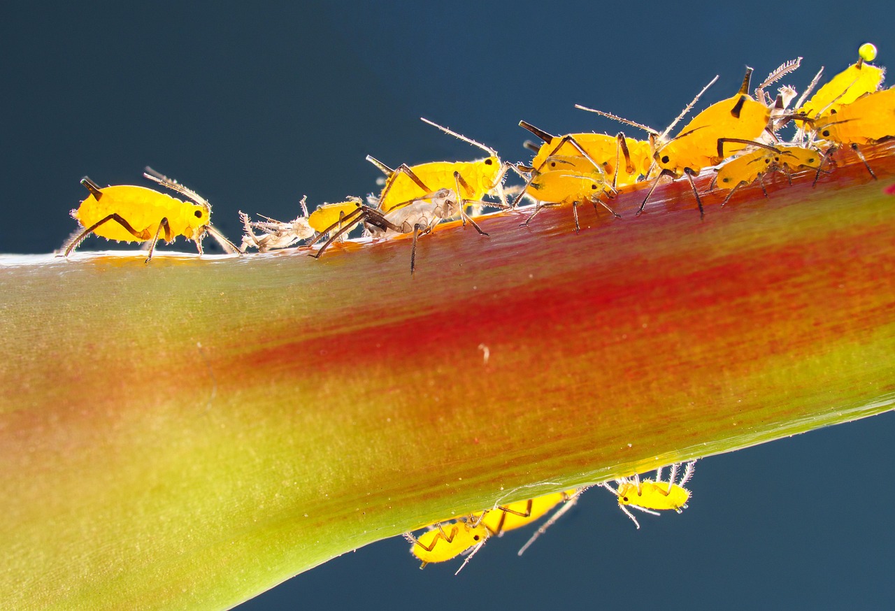 Sonhar com piolhos: 5 significados que vão te surpreender