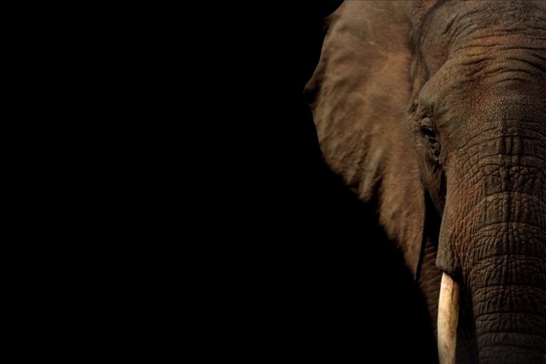 Quantos corações tem um elefante? Descubra a verdade surpreendente