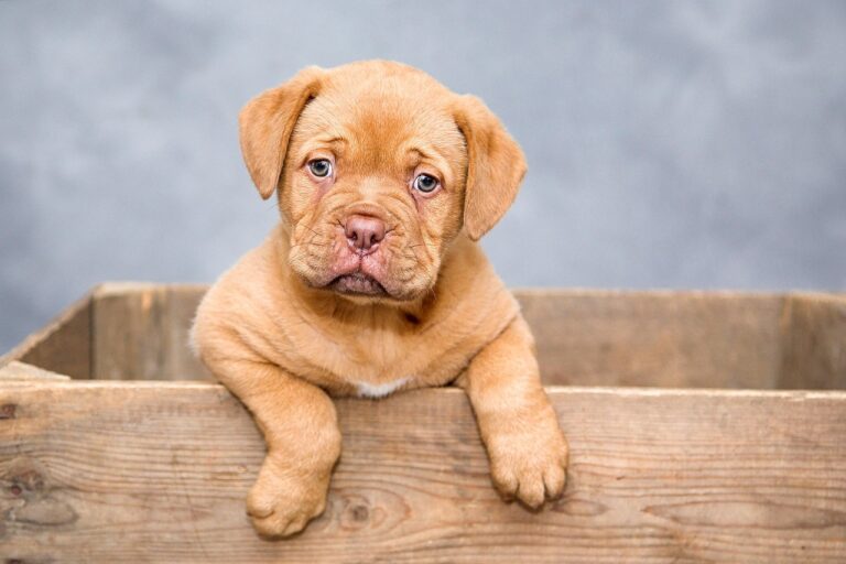 Coletivo de cachorro: Qual é o termo correto e curioso?