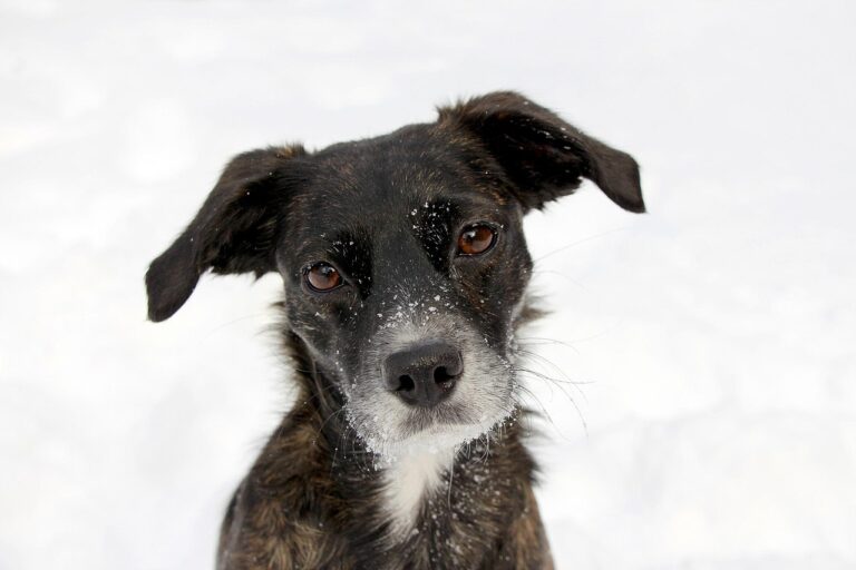 Coletivo de cão de caça: Qual é o termo correto e curioso?